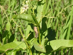 Melanoplinae