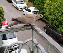 Streptopelia decaocto