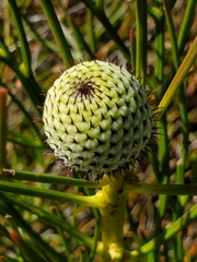 Isopogon anethifolius