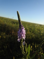 Verbena stricta