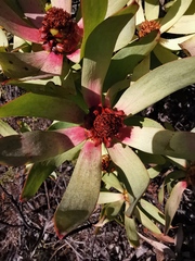 Leucadendron tinctum