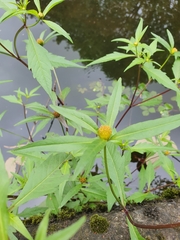 Bidens connata