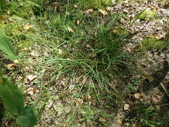 Carex ericetorum