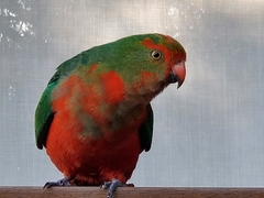 Alisterus scapularis