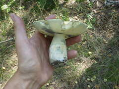 Gyroporus cyanescens