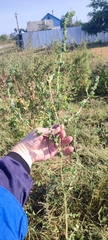 Atriplex tatarica