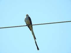 Tyrannus forficatus