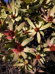 Leucadendron tinctum