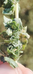 Atriplex tatarica