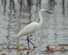 Egretta garzetta