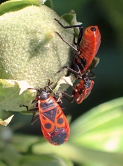 Pyrrhocoris apterus