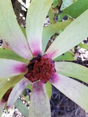 Leucadendron tinctum