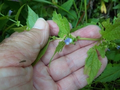 Scutellaria lateriflora