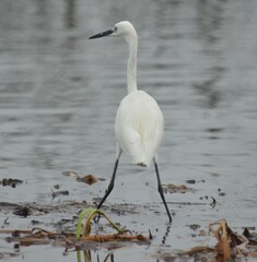 Egretta garzetta