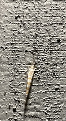 Nectopsyche exquisita