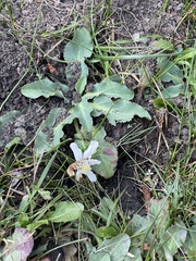 Anemopsis californica