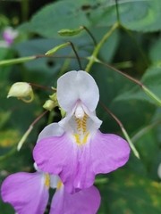 Impatiens balfourii