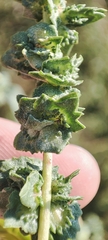 Atriplex tatarica