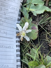 Anemopsis californica