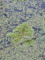 Salvinia natans