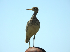 Bartramia longicauda