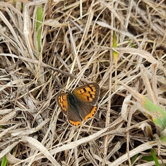 Lycaena phlaeas