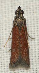 Varneria postremella