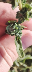 Atriplex tatarica
