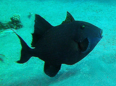 Pseudobalistes fuscus