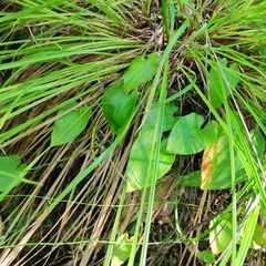 Maianthemum bifolium