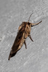 Pseudohermonassa bicarnea