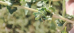 Atriplex tatarica
