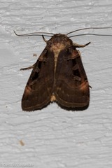 Pseudohermonassa bicarnea