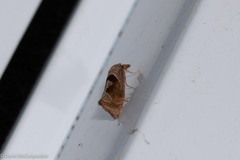 Pelochrista similiana