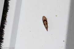 Pelochrista similiana