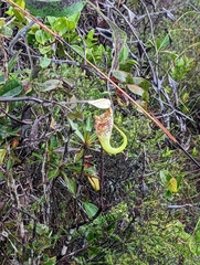 Nepenthes rafflesiana