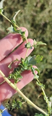 Atriplex tatarica