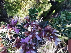 Indigofera brachystachya