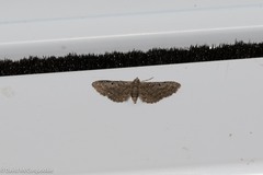 Eupithecia absinthiata