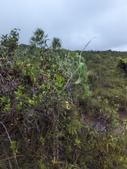 Nepenthes rafflesiana