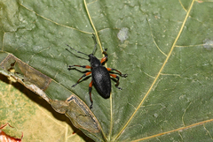 Otiorhynchus sensitivus