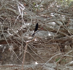 Calopteryx haemorrhoidalis