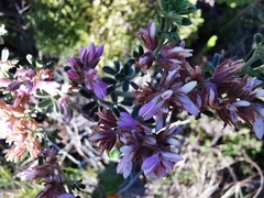 Indigofera brachystachya