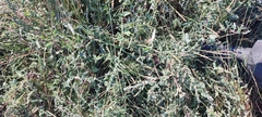 Atriplex tatarica