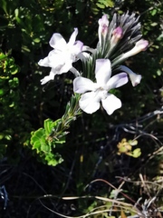 Chascanum