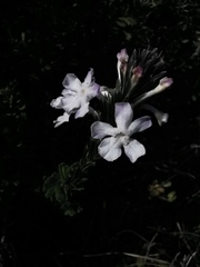 Chascanum