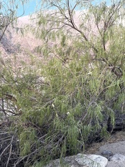 Chilopsis linearis arcuata