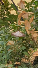Cydalima perspectalis
