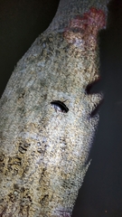 Opisthoplatia orientalis