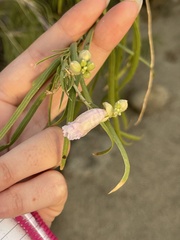 Chilopsis linearis arcuata